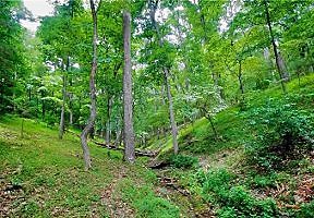 Green Woods in Arkansas Green Woods in Arkansas