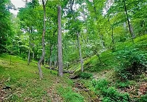 Green Woods in Arkansas