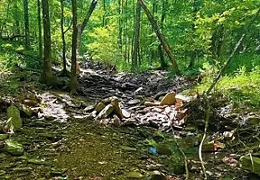 Stream in Woods Arkansas